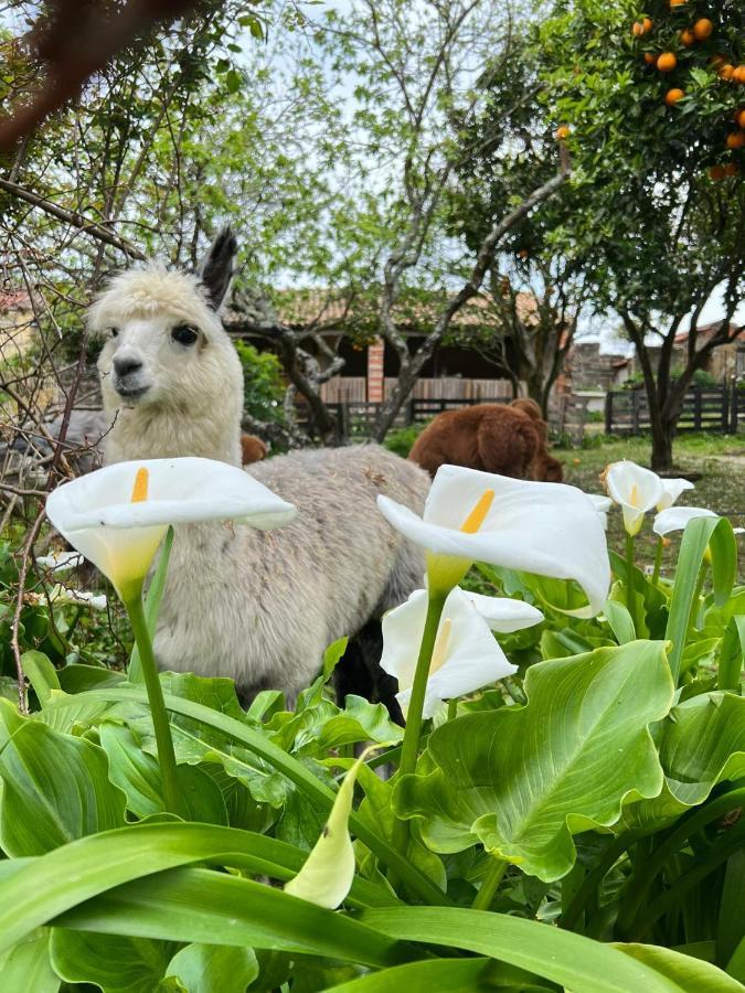 Villa Monte Frio Alpacas Nariz Exterior foto